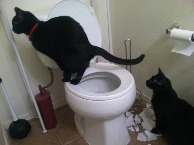 „Egyedül élek, de még így is néha sorba kell állnom a WC-ért...”