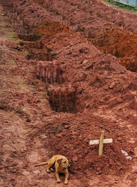 Egy kutya, aki nem volt hajlandó elmenni a 2011-es brazíliai földcsuszamlásban meghalt gazdája sírjától.