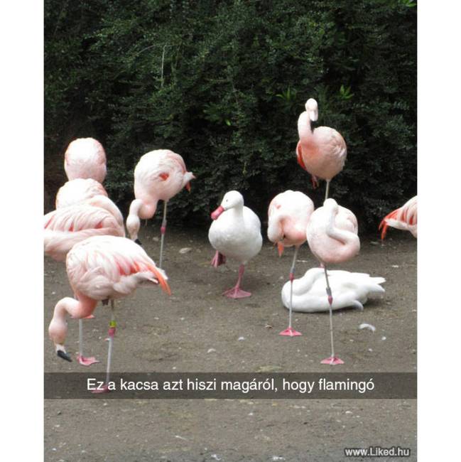 Merj nagyot álmodni!