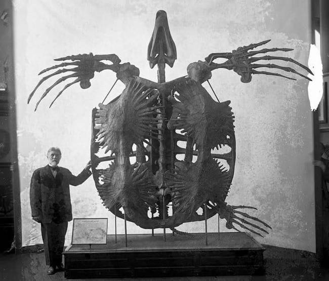 Az Archelon ischyros csontvázának maradványai, ami egy kihalt őskori teknős.