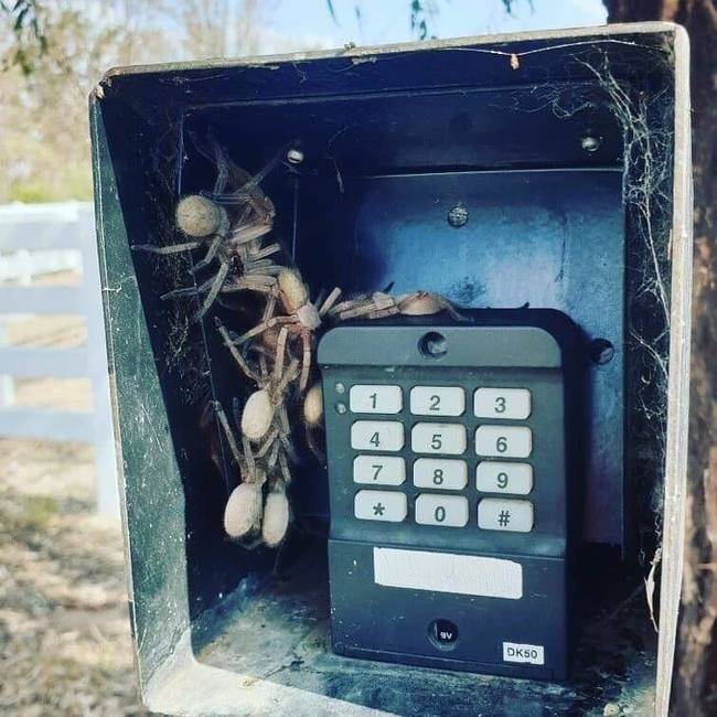 Az ausztrál forróság elől még a pókok is menekülnek...sajnos sokszor felettébb kellemetlen helyekre.