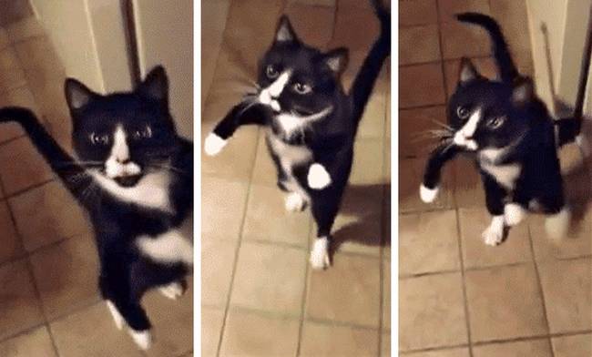 Egyes macskák bármilyen távolságból képesek lennének hazatalálni, ezt a képességet pedig „psi-trailing”-nek nevezik. A szakértők szerint a macskák a napfény beesési szögét használják amolyan „iránytűként”, és ennek köszönhető az, hogy bárhonnan képesek visszatalálni eredeti otthonukba.