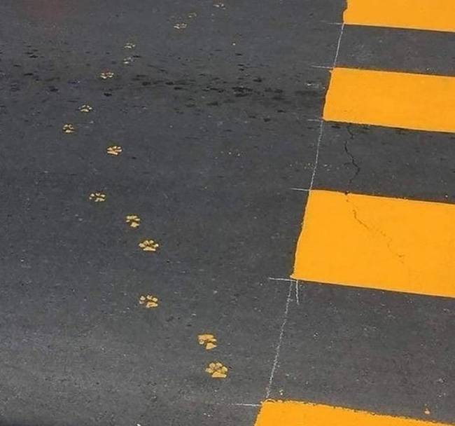 Ez a macska úgy döntött, hogy okoz egy kis plusz munkát az útfestőknek.