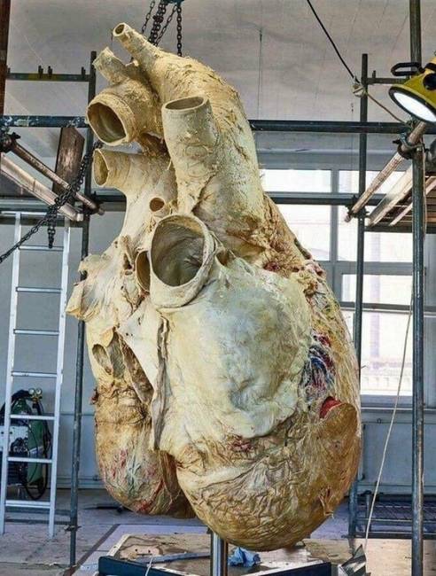 Egy kék bálna szíve. (~180 kilogramm)
