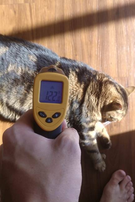 „Unalmamban infra hőmérővel jártam a házat és még engem is meglepett, hogy a macskám 50 °C-ra melegedett fel a napon fekve...” (122 fahrenheit = 50 °C)