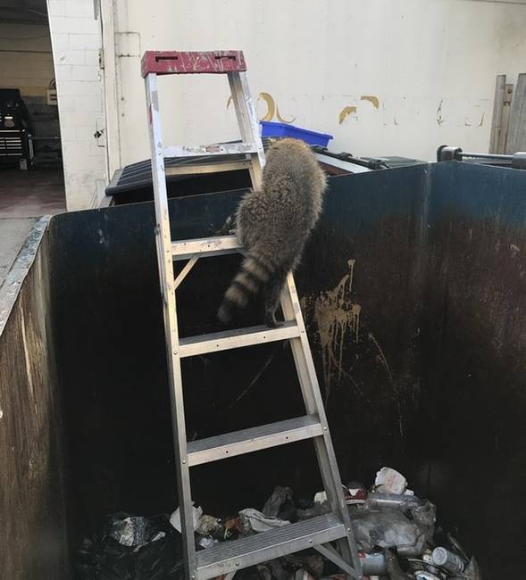 „Ez a mosómedve belemászott a kukánkba a minap, de nem tudott onnan kijönni. Segítettem neki...”