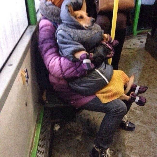 Kutyasétáltatás Oroszországban.