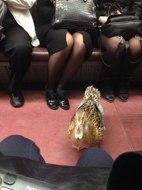 „Egy kacsa szállt fel a metróra, amivel utaztam, majd megállt előttem és engem nézett. Érthetetlen, de valamiért olyan kínos volt számomra."