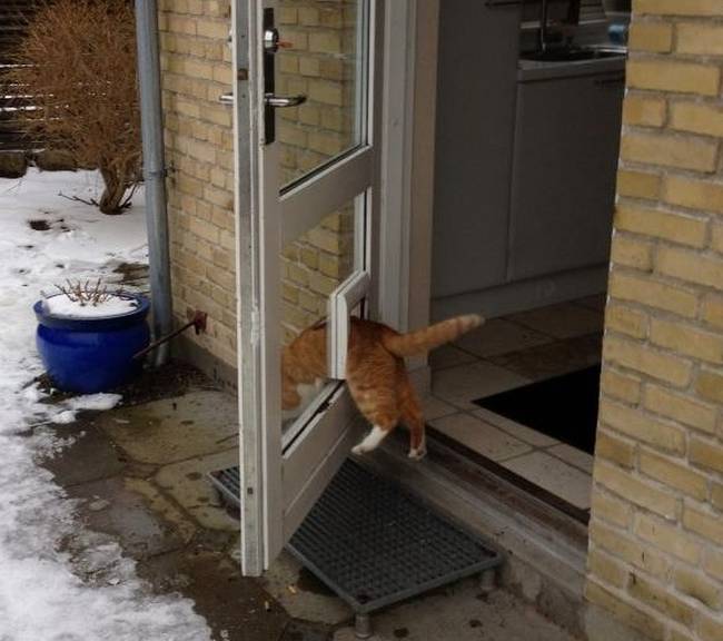 „Én mindig a macskaajtót használom, mert jó cica vagyok."