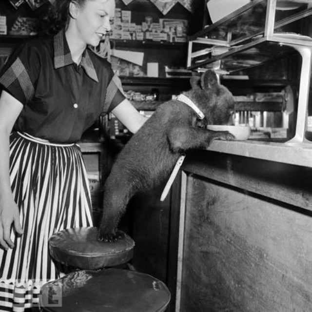 Egy kávézóban mézet falatozó medve, 1950-ben.