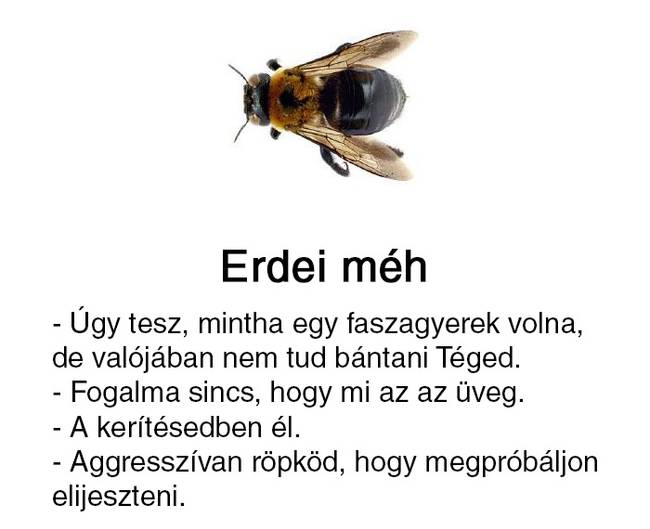 Valaki útmutatót készített a 'sárga csíkos izékhez', és ezt alighanem neked is látnod kell
