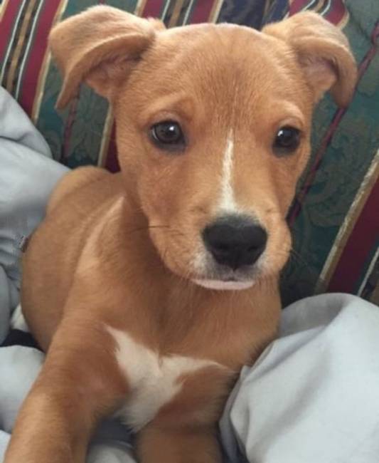 Amikor egy pitbull és egy golden retriever szerelmes lesz.