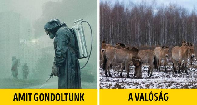 Csernobil élővilága