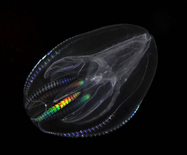 Mnemiopsis
