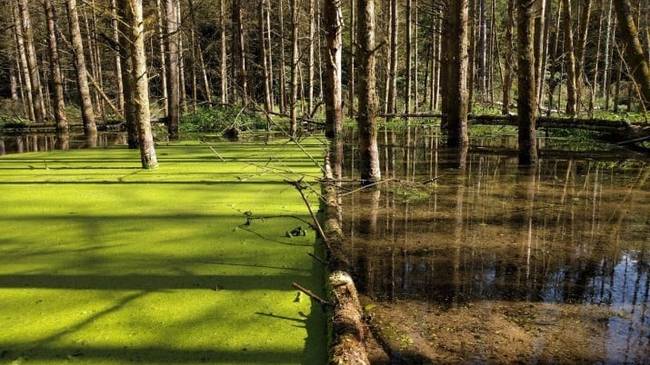 Egyetlen fa, mégis két jól elkülöníthető részre osztotta a tavat.