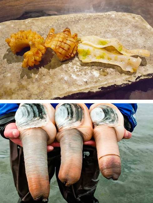 Ezután következett a Geoduck, vagyis magyarul iszapkagyló, (falloszkagylónak is szokás hívni) ami már annyira nem passzolt Hoptail ízlésvilágához. A tisztánlátás végett egy képet is csatoltunk róla, hogy lássátok, milyen állatról is van szó.