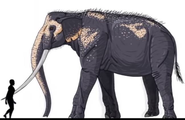 A Palaeoloxodon egy ősi elefánt volt, nem mellesleg pedig valószínűleg a legnagyobb valaha élt szárazföldi emlős a bolygónk történelme során.