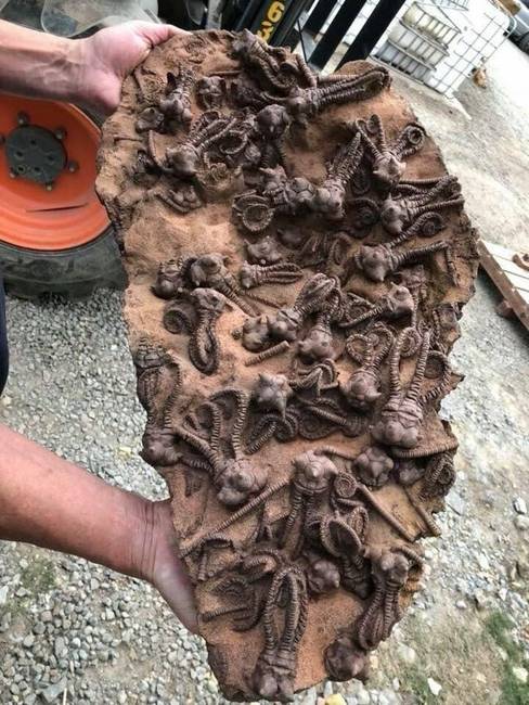 Ősi tengeri lények tökéletes állapotban maradt fosszíliái.
