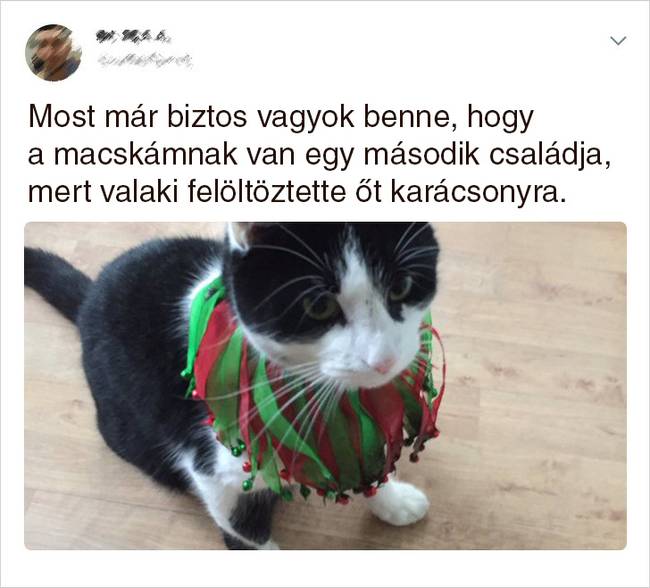 20 Tweet, ami bizonyítja, hogy a macskák mellett sosem lehet unatkozni