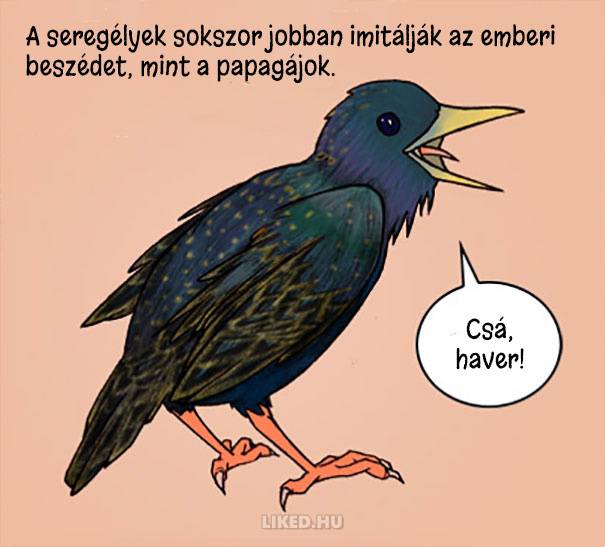 20 őrült tény az állatokról, amit nem tanítottak meg nekünk az iskolában
