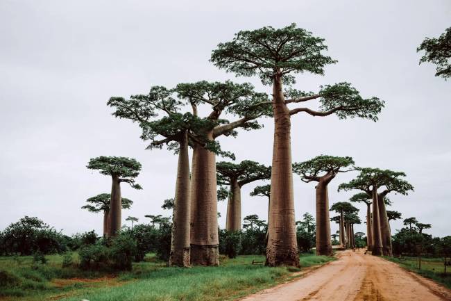 Miért telepedett le Madagaszkár lakossága az afrikai szárazföldtől távolabbi oldalon?