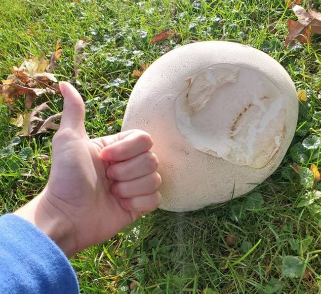 „Egy szarvas beleharapott a (ehető) pöfeteg gombába a kertemben."