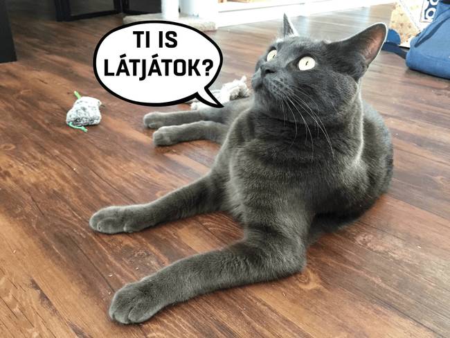 Szegény, valami sokkolót láthatott!