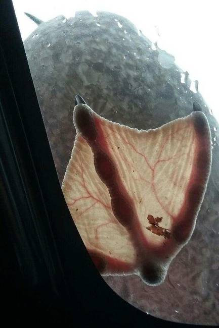 „Ma elcsíptem egy sirály lábat a napfénytetőmön."