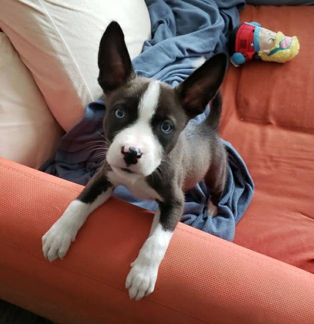 „Az új családtag. Félig husky, félig pitbull. Holnap lesz 8 hetes."