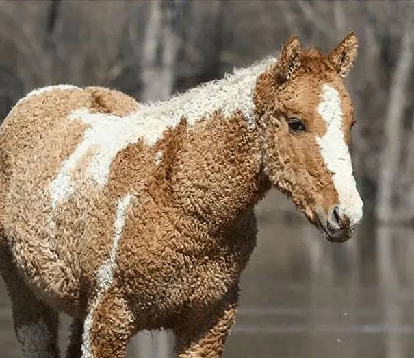 animales 1