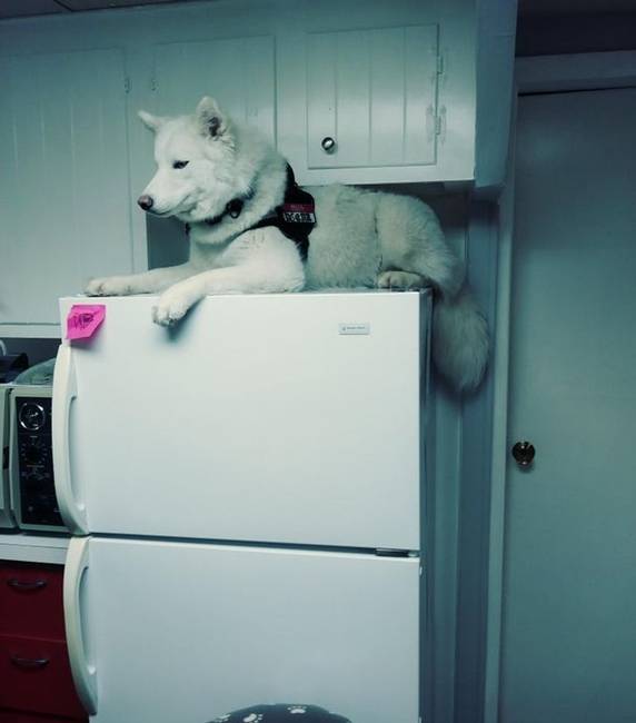 Husky