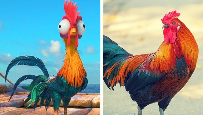 HeiHei (Vaiana)