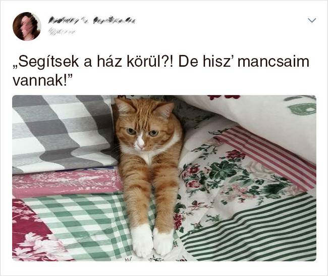 20 Tweet, ami bizonyítja, hogy a macskák mellett sosem lehet unatkozni