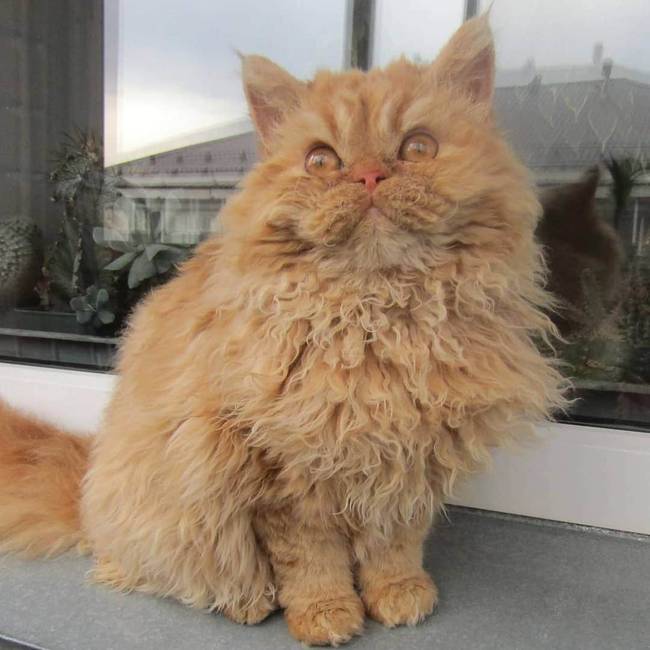 Selkirk rex