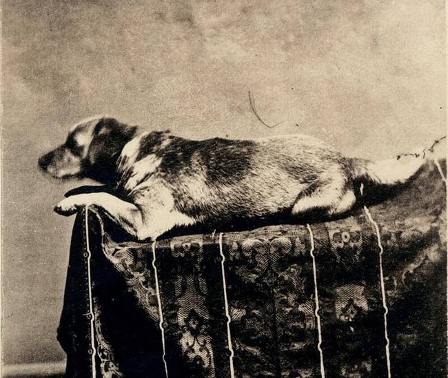 Egy részeg férfi megölte Abraham Lincoln kutyáját, Fidót, néhány hónappal a gazdája meggyilkolása után.