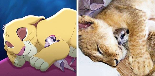 Timon és Simba (Az oroszlánkirály)