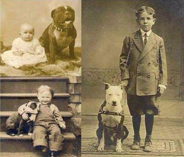 Egy időben pitbullokat használtak bébiszitterek helyett.