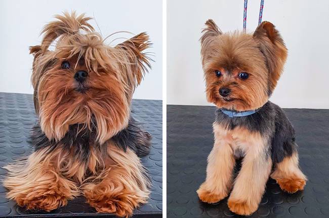 Egy Yorkie átalakulása.