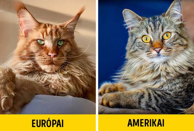Nem feltétlenül brutális a megjelenésük.