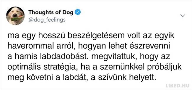 20 vicces kutyagondolat, amivel minden gazdi könnyedén képes lesz azonosulni