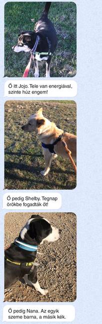 „Apám nyugdíjba ment, és most szabadidejében a közeli menhely kutyáit sétáltatja, amiről mindig be is számol nekem."