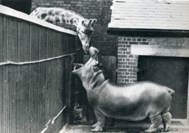 Glória és Melman, avagy a Madagaszkár című mesefilm élőszereplős változata 1933-ból. 😛