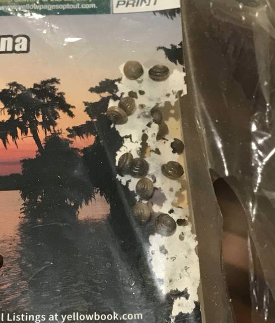 „Mire hazaértem a nyaralásból a csigák elkezdték megenni a kertbe bedobott magazinomat."