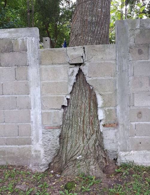 „Építész vagyok, nem favágó."
