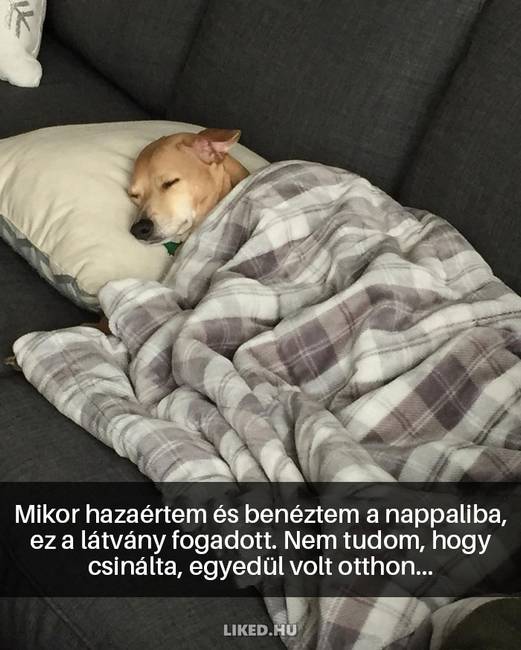 16 kutyás Snapchat-üzenet, ami kétségkívül jobb hellyé tette az internetet