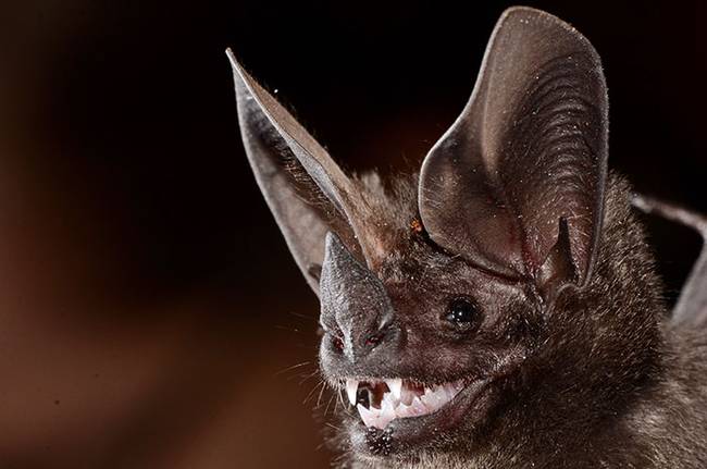 Vampyressa pusilla.