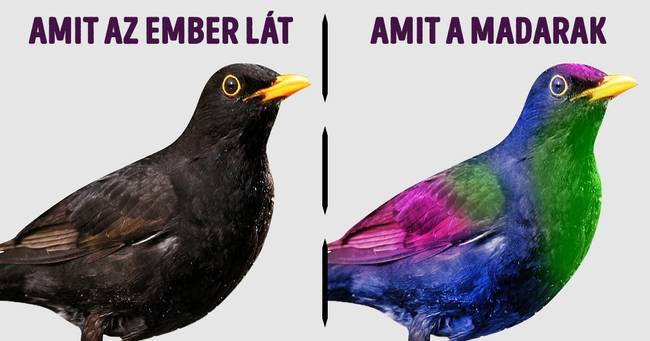 A madarak nemcsak több színt tudnak megkülönböztetni, mint mi, emberek, de képesek látni a számunkra láthatatlan színeket is.