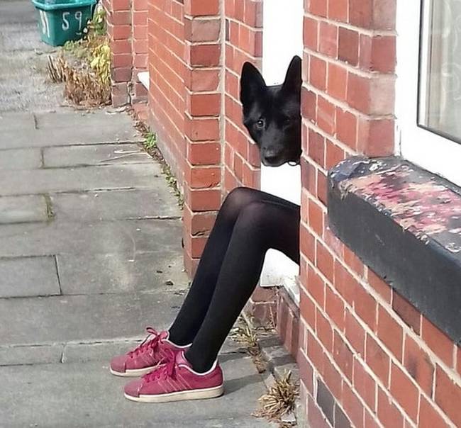 Szóval Anubisz az Adidas cipőket részesíti előnyben - ezt jó tudni.