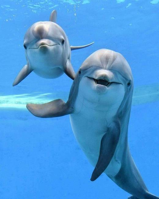 A delfin-anyák énekelnek az utódaiknak az anyaméhben.