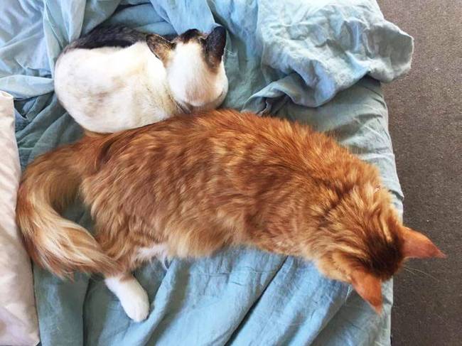 Sziámi macska egy Maine Coon-hoz képest.